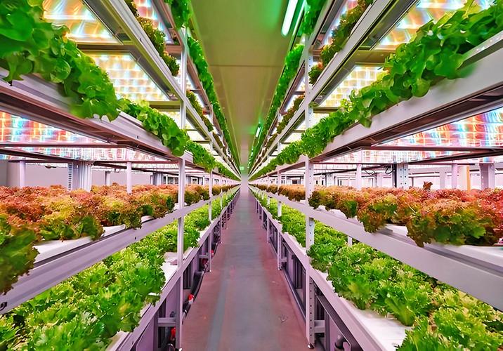 高光效低能耗LED智能植物工厂 关键技术突破与信息系统集成服务